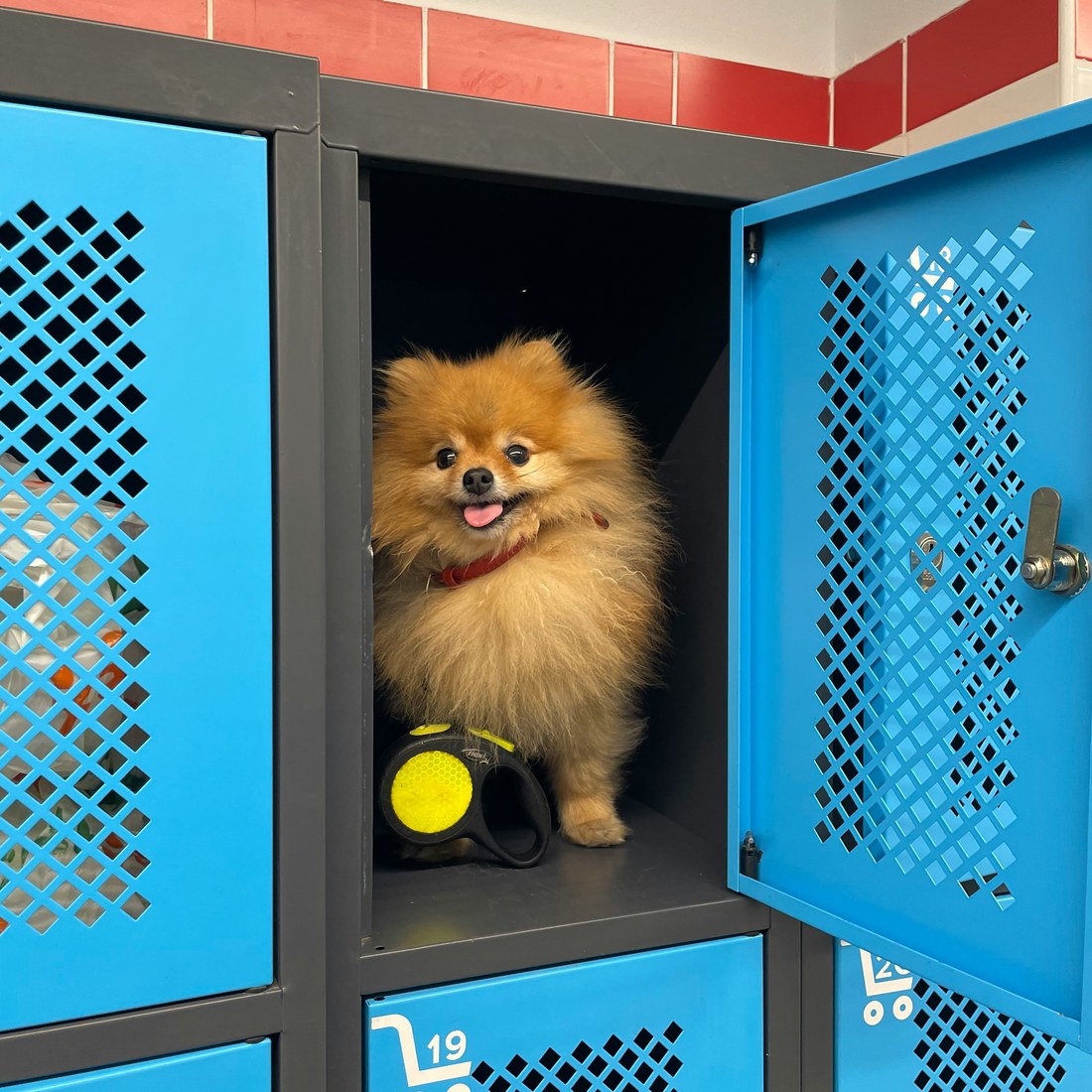 Dog boarding in a kennel